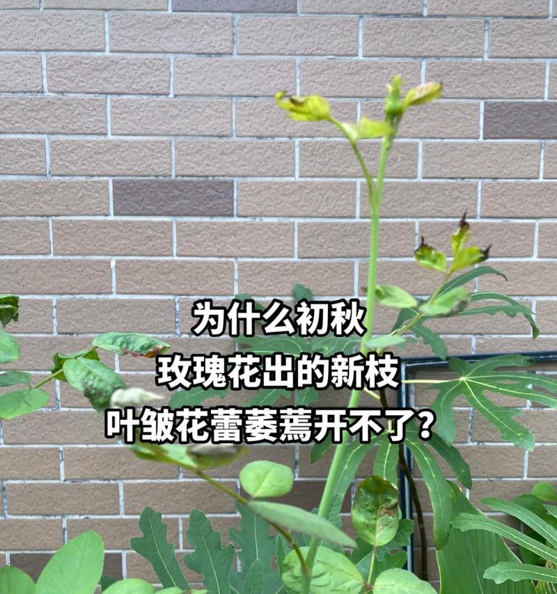 玫瑰花掉叶子是什么原因？如何预防和处理？