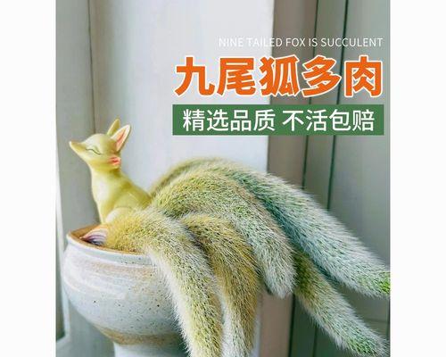猴尾柱仙人掌的种植方法是什么？种植时需要注意哪些问题？