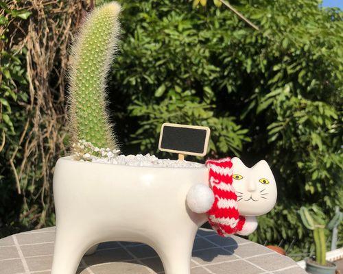 猴尾柱仙人掌的种植方法是什么？种植时需要注意哪些问题？
