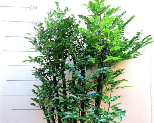 君子兰小叶多久才能开花结果？需要满足什么条件？