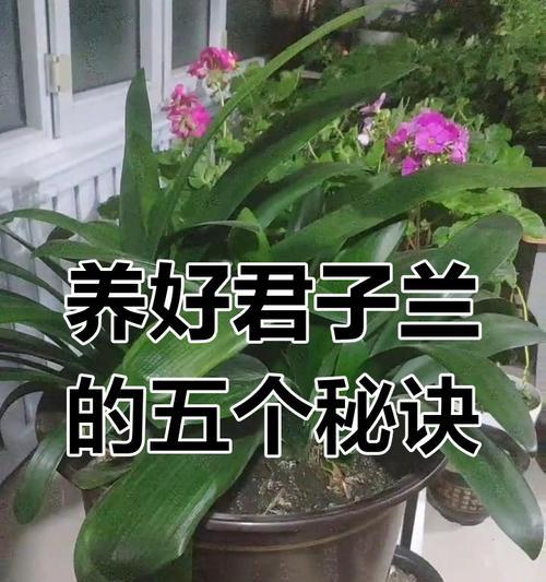 君子兰养殖有哪些诀窍？