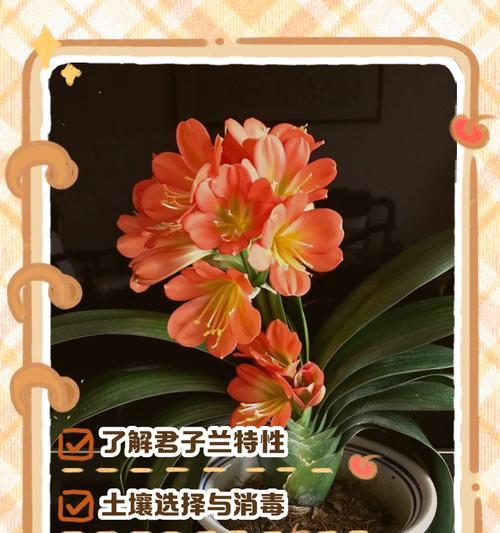 君子兰养殖有哪些诀窍？