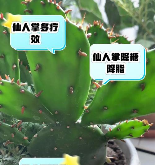 大型仙人掌养活的秘诀是什么？