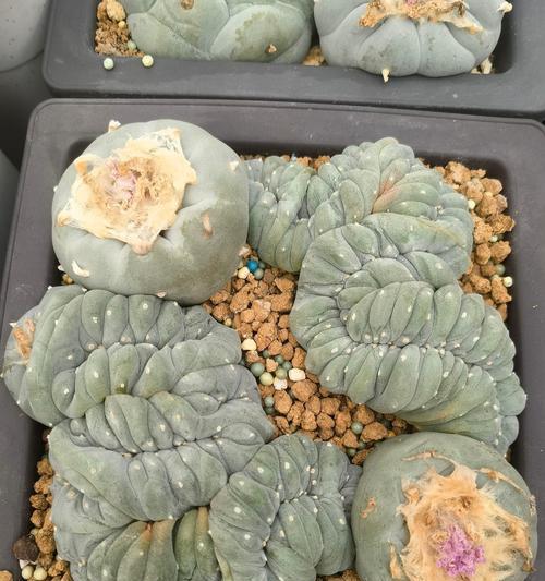 仙人球上盆时使用干土是否可行？