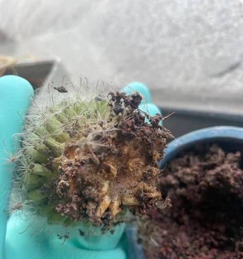 仙人球上盆时使用干土是否可行？