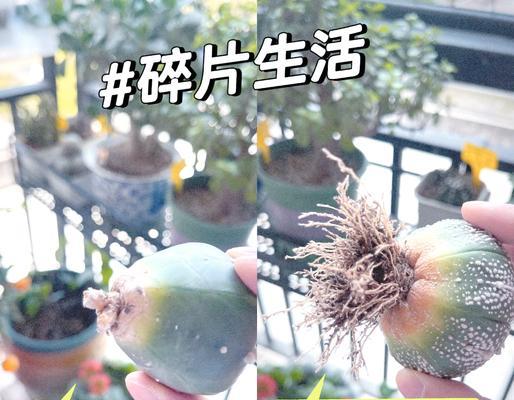 仙人球上盆时使用干土是否可行？