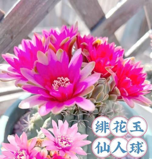咖啡粉能养仙人球吗怎么养？使用方法是什么？