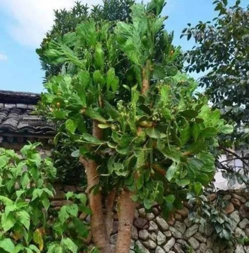 小菠萝仙人掌养殖需要注意什么？