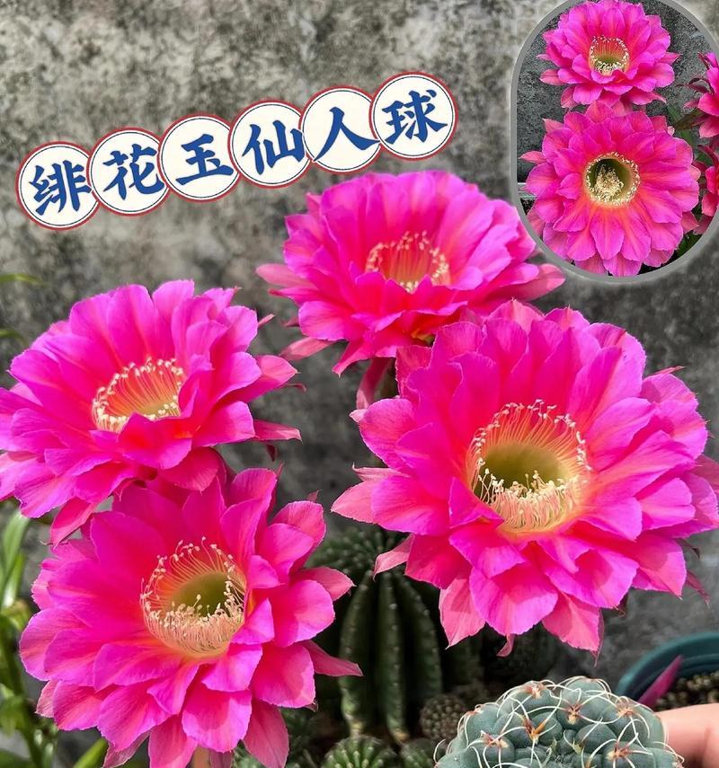 哪种肥料能促进仙人球多开花？使用方法是什么？