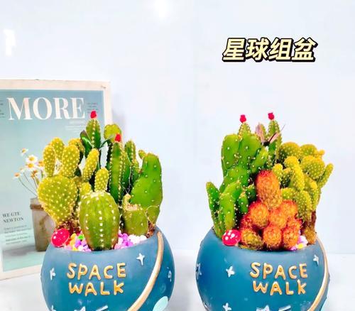 仙人球块根如何在家养护？有哪些注意事项？