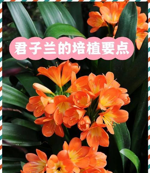 君子兰腐叶土树种子的种植方法是什么？