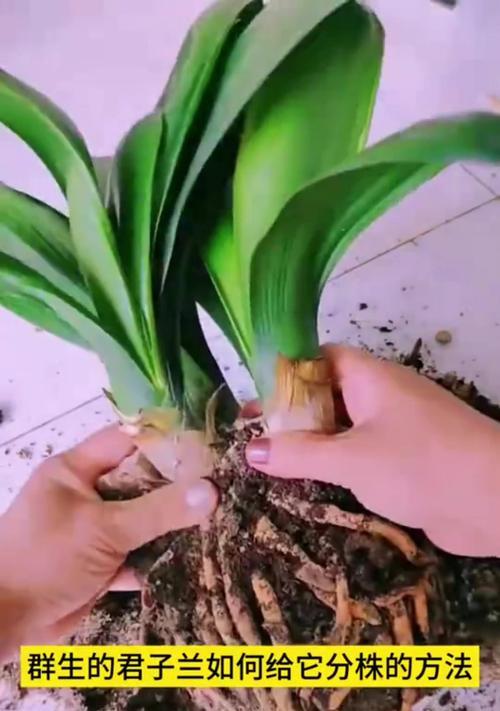 君子兰腐叶土树种子的种植方法是什么？