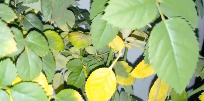 玫瑰花沾水会枯萎吗为什么？玫瑰花沾水后枯萎的原因是什么？