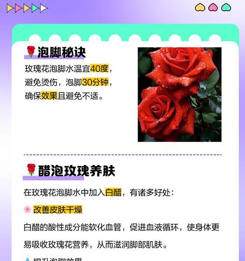 貂蝉玫瑰花的养护方法是什么？需要注意哪些问题？
