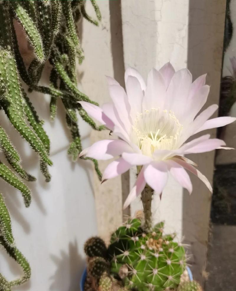 仙人球旱季开花时应如何处理？