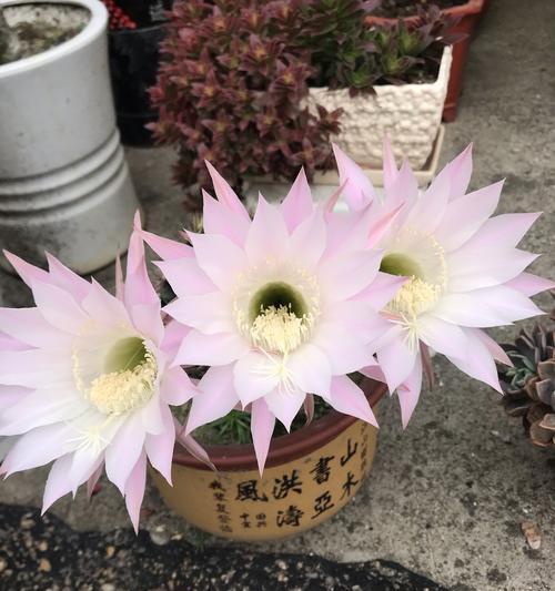 仙人球旱季开花时应如何处理？