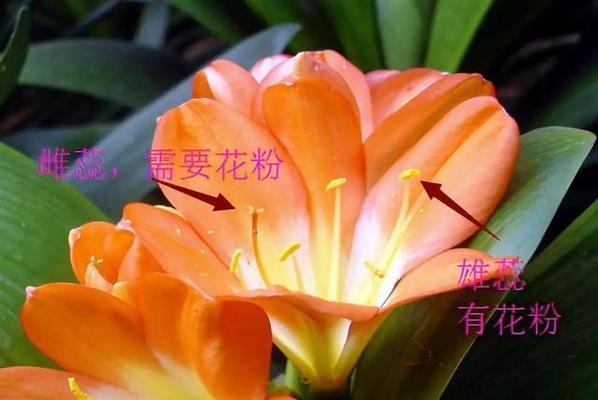 君子兰叶心卷边发黄的原因是什么？如何处理？