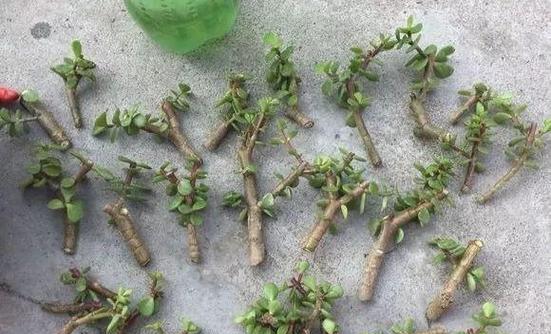 仙人球怎么扦插成活率最高？有效提高成活率的技巧是什么？