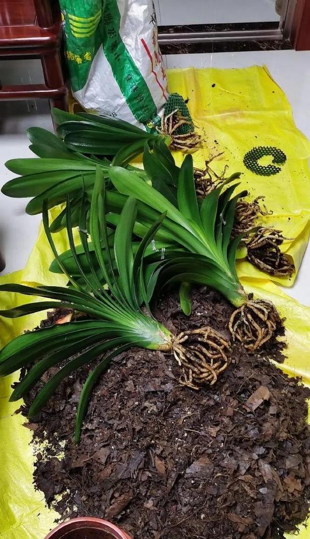特大盆君子兰的养护技巧有哪些？如何促进其开花？