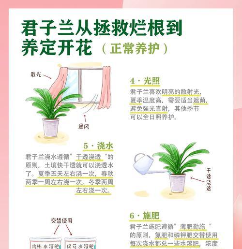 特大盆君子兰的养护技巧有哪些？如何促进其开花？