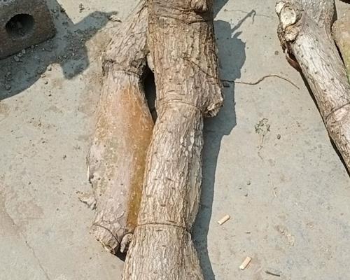 梨果仙人掌长侧芽的方法有哪些？如何促进分枝？