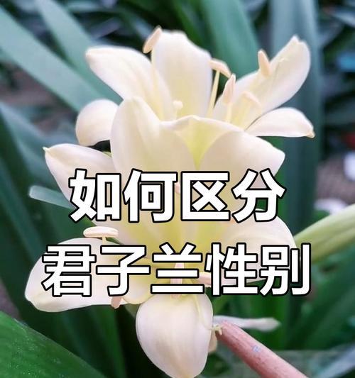 如何辨别君子兰的品种和数量？