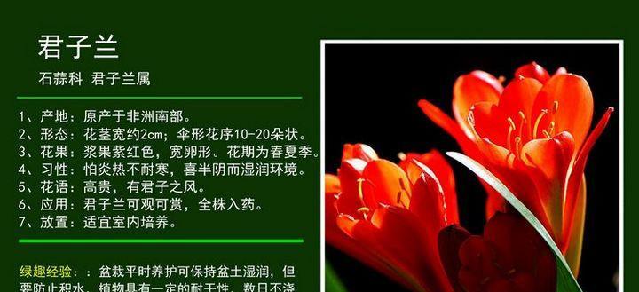 如何辨别君子兰的品种和数量？
