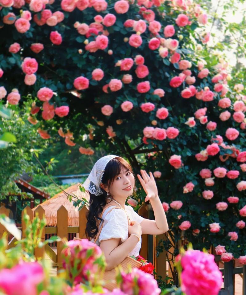 美人花和玫瑰花有哪些区别？如何区分它们？