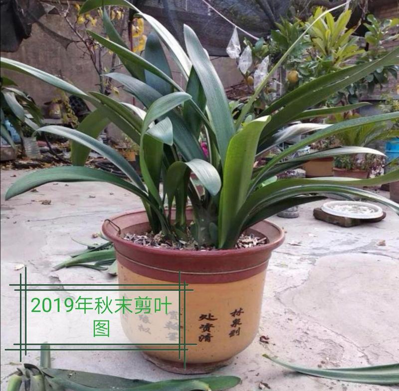 君子兰真笔兰如何培养开花？有哪些秘诀？