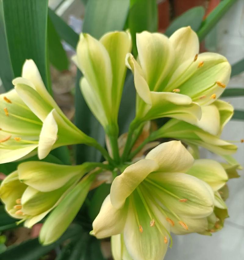 君子兰真笔兰如何培养开花？有哪些秘诀？