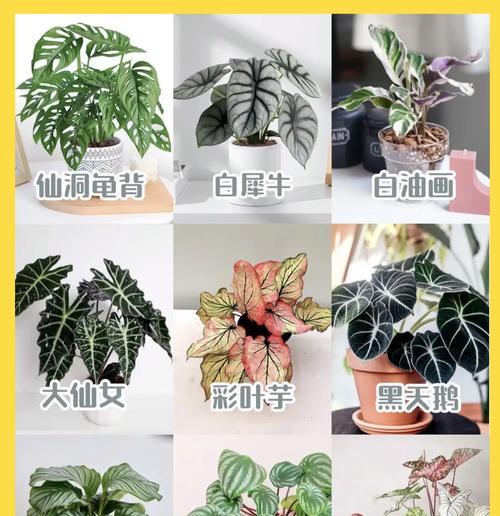竹芋盆栽的好处和坏处分别是什么？如何进行正确养护？