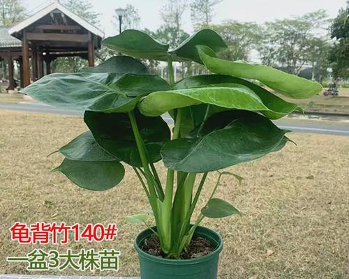 竹芋盆栽的好处和坏处分别是什么？如何进行正确养护？