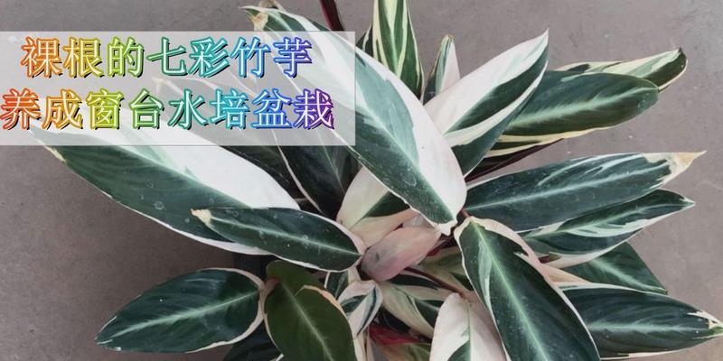 竹芋盆栽的好处和坏处分别是什么？如何进行正确养护？