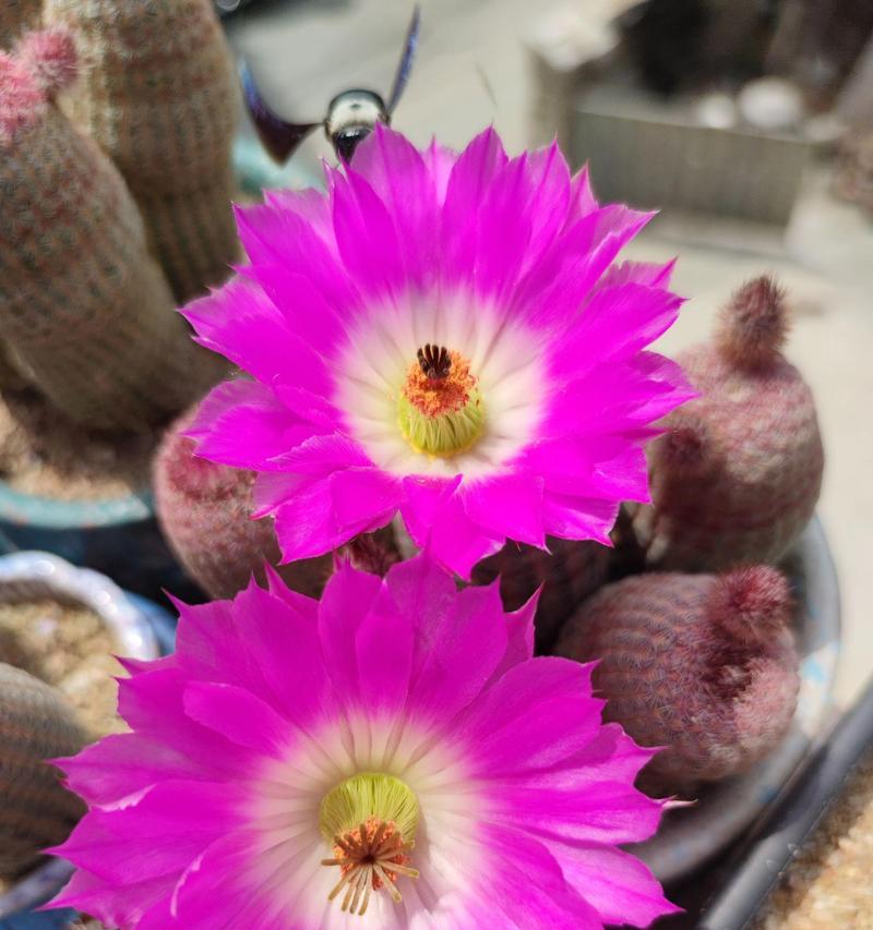 彩草白花仙人球开花条件是什么？