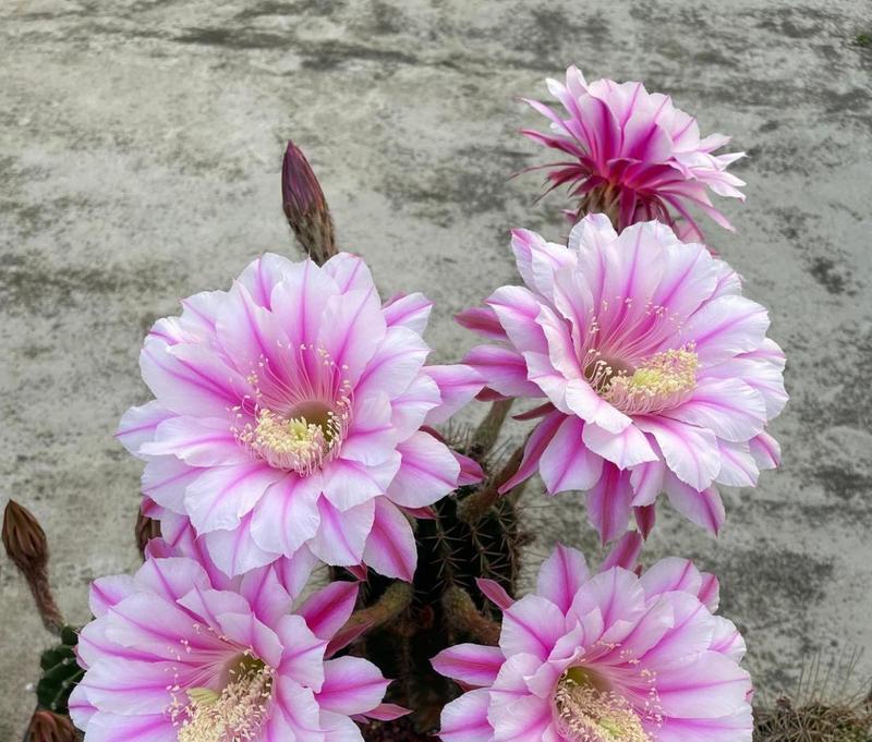 彩草白花仙人球开花条件是什么？