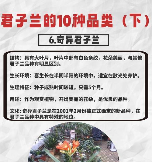 君子兰黑武士品种有何特点？如何辨别真伪？
