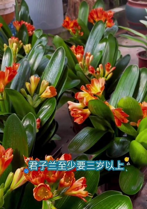 君子兰用肥几年才能开花？用肥过程中应注意什么？