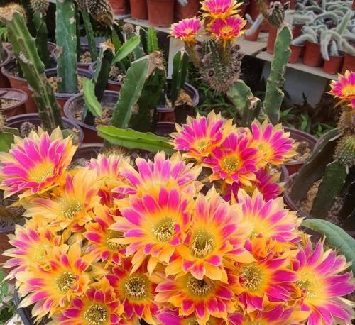 小细刺仙人球的种植步骤是什么？种植过程中应该注意什么？