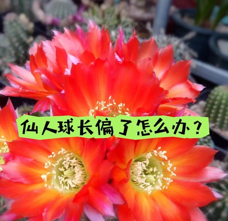 小细刺仙人球的种植步骤是什么？种植过程中应该注意什么？