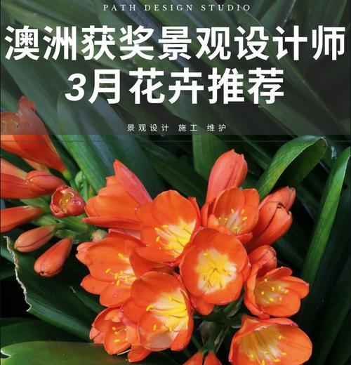 澳洲黄色君子兰的品种名称是什么？这种君子兰有何特点？
