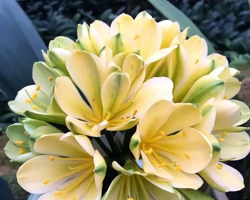 澳洲黄色君子兰的品种名称是什么？这种君子兰有何特点？