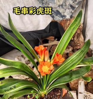 虎斑君子兰绿苗养护要点是什么？浇水频率如何掌握？