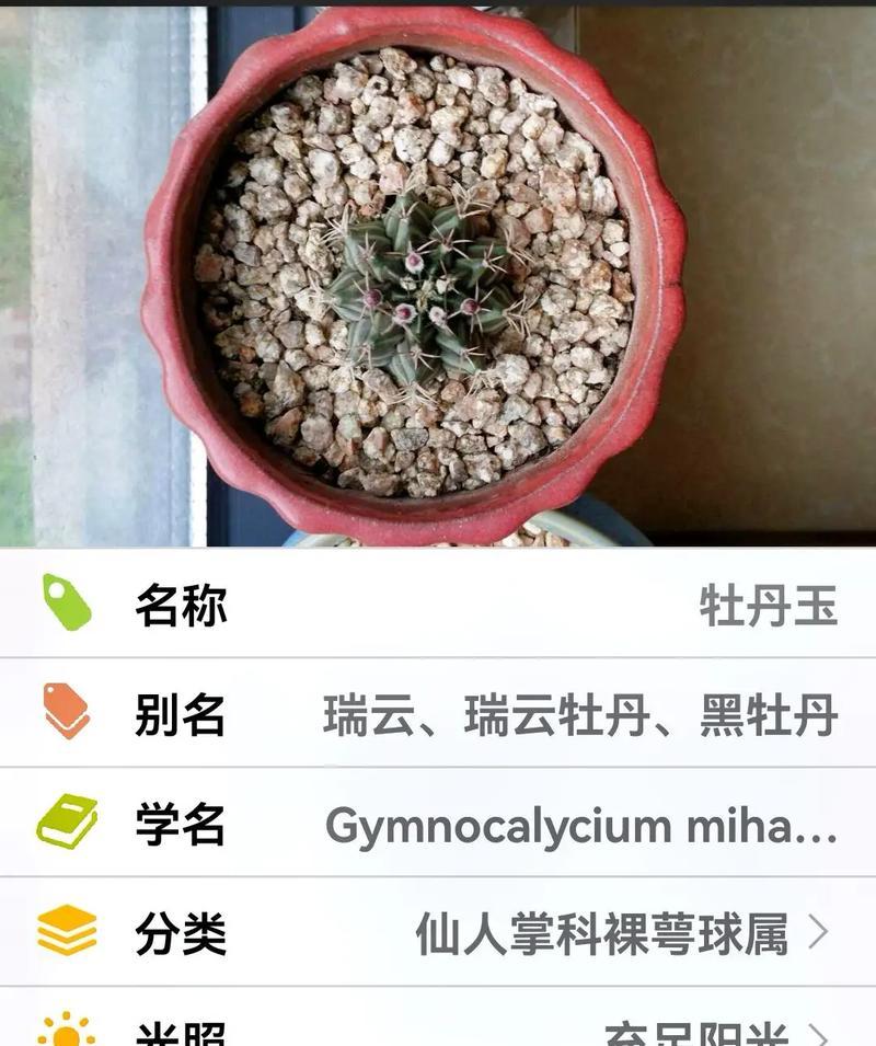 多头牡丹花的养殖方法和注意事项是什么？