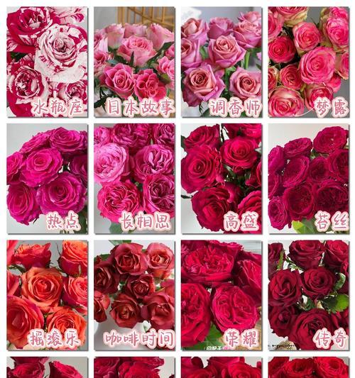 双色玫瑰花品种有哪些特点？如何鉴别？