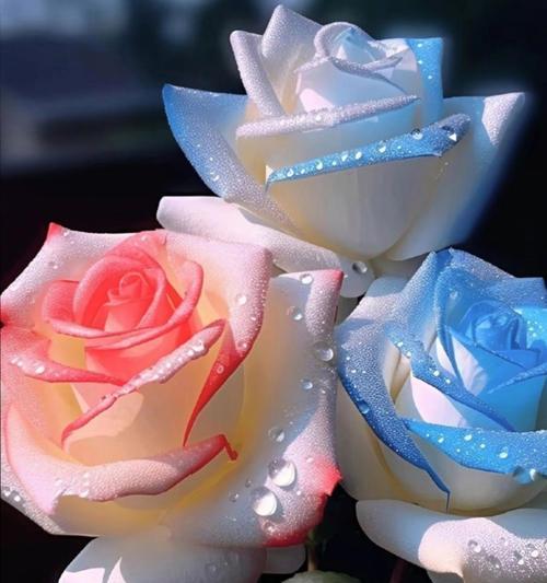 双色玫瑰花品种有哪些特点？如何鉴别？