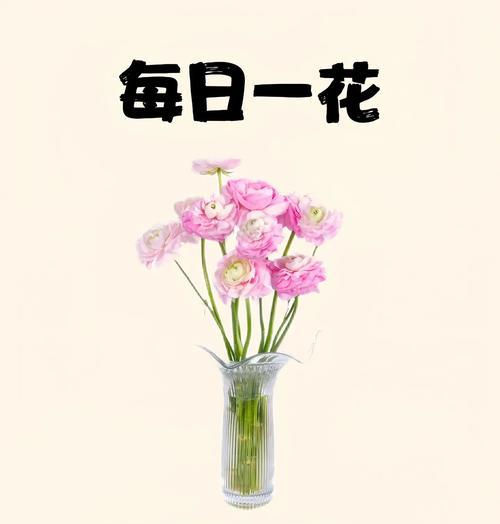 小点牡丹花养护需要注意什么？如何保持其健康生长？