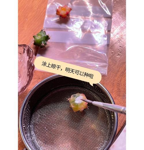仙人球出芽的最快方法是什么？如何提高出芽率？