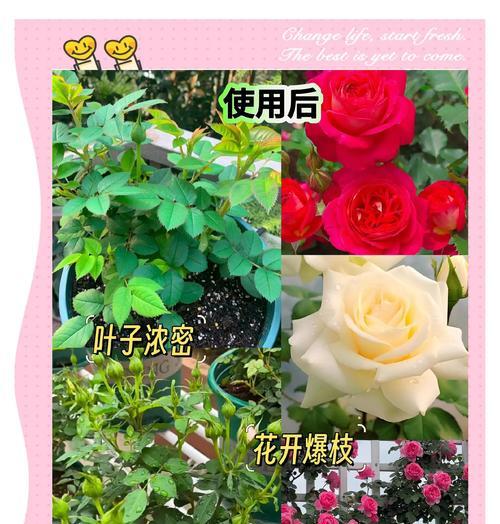 玫瑰花适合使用的肥料有哪些？