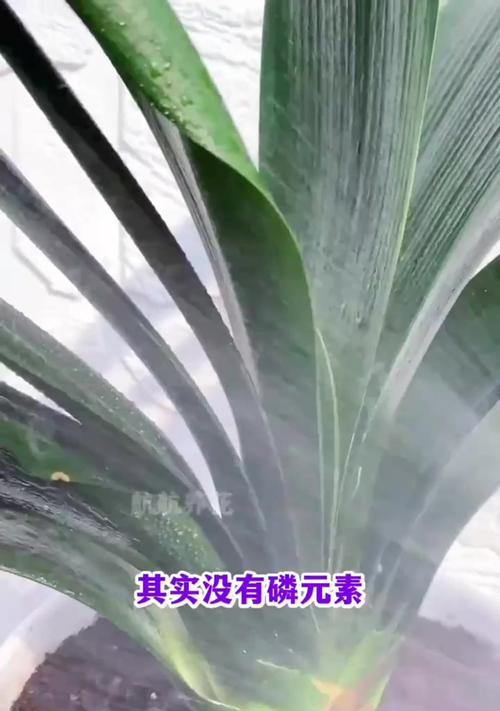 君子兰叶子不粗怎么办？有哪些促进叶子生长的方法？