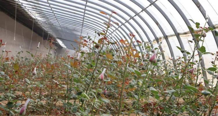 玫瑰花种植步骤是什么？种植后如何照料？
